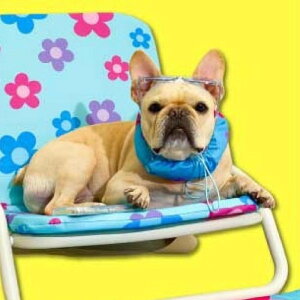 [yTOOFzPUPPY ICE COOL SCARF pi hbOObY ؍ AJ ^ ^  ĕ ʋC y y