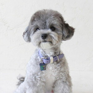 ���[�ymaison de miu�zPet Collar (Violet / White) ���p�i �h�b�O�O�b�Y ��� �h�b�O�J���[ ���̎�� ����� ���p��� ���v ������ �V���v��