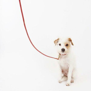 [yHavie and Revoz"CANE SERIES"C^AU[OWA[[hisNj ؍ uh 킢  v[g ^  [h ^I UObY  NEW 