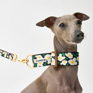 [yiCANDORzSmooth Martingale Collar 38mmiBIG FISH BLACKj pi hbOObY  n[lX [h ̎ hbOJ[  p ؍