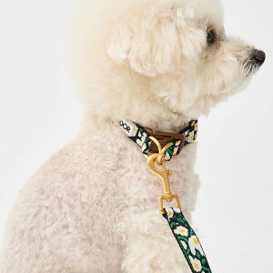 \̔yiCANDORzGentle Collar DualiBIG FISHjS/M pi hbOObY  ̎ hbOJ[  p ؍ Upi UObY n[lX