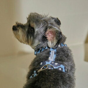 \̔yforeverybarizPENSEE Pet HarnessiBluej pi hbOObY n[lX ؍ hbOn[lX n[lX pn[lX ^ ^ |GXe100%