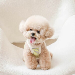 [yssfwzCrayon Top Stripe ver(Yellow) ؍ uh 킢  v[g ^  NEW t  o 