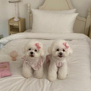 \̔yHi YeboozVenice Collection romperiPinkj  hbOEFA ̕ ^ ^ t  H t ĕ H