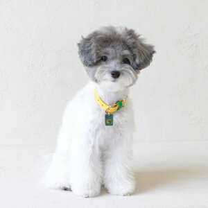 ���\��̔��ymaison de miu�zPet Collar (Yellow / Green) �؍� �u�����h ���킢�� ������� �v���[���g ���^�� ��� �^�I�� NEW �t ��