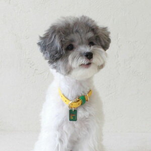 \̔ymaison de miuzPet Collar (Yellow / Green) ؍ uh 킢  v[g ^  ^I NEW t 