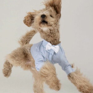 [yMOSHIQAzBruno Dog Shirt AJ pi hbOObY TVc X[uX hbOEFA  ̕ ^ ^