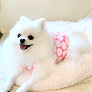 [yoriginalzfCW[`[tV[gL~gbvisNj ؍ uh 킢  v[g ^ gC NEW t 