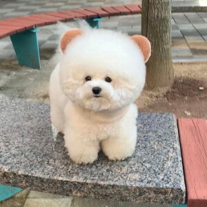 [yBeBe Breathzpuppy bear harnessiCreamj pi hbOObY n[lX hbOn[lX n[lX pn[lX [h p[h U[h l[^O ؍