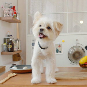 \̔ymaison de miuzSquare Pearl CollariBlackj ؍ uh 킢  v[g ^  ^I NEW