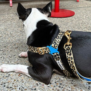 [yiCANDORzNo-Pull HarnessiLEOPARDj pi hbOObY n[lX hbOn[lX n[lX pn[lX [h UObY Upi ̃[h p[h