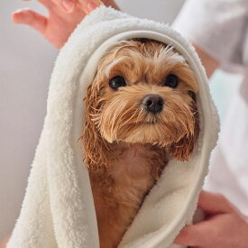 ※予約販売【heytail】Quick Dry Bath Towel 韓国 ブランド かわいい おしゃれ プレゼント 小型犬 タオル ハンカチ NEW 猫 雨