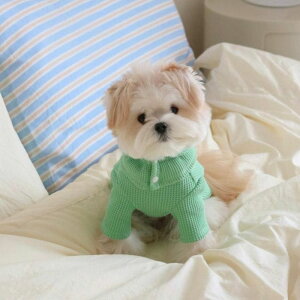 \̔yOUNCEzwaffle semicrop T-shirtsiGreenj ؍ pi hbOObY TVc X[uX hbOEFA  ̕ ^ ^