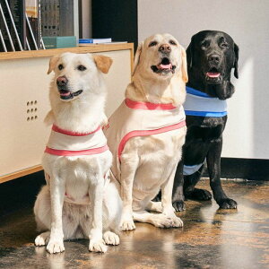 \̔ymunikundzOne Hole Crop (Sky Blue)  hbOEFA ̕ X[uX pi hbOObY ^ ^ t  H