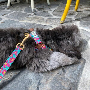 \̔yiCANDORzNo-Pull HarnessiBIG FISH MINTj n[lX pn[lX n[lX^ ^ ^n[lX hbOn[lX p ybgp n[lX Upi UObY  