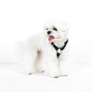 \̔yforeverybarizClassic Pet HarnessiBlackj pi hbOObY n[lX hbOn[lX n[lX pn[lX ؍ v y y