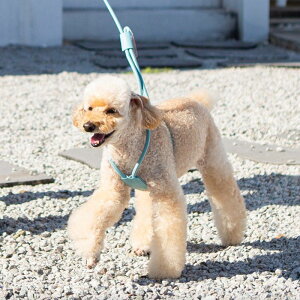 [yBANDAL.PetzOnly one HarnessiSky Bluej pi hbOObY n[lX hbOn[lX n[lX pn[lX [h p[h U[h [h