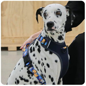 [yandblankzBebe Walrus Harness ؍ uh 킢  v[g ^  n[lX [h UObY NEW ^ t  v ֗