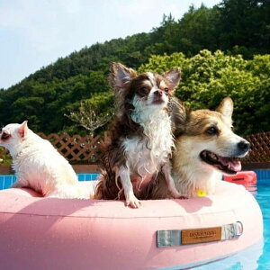 ���[�yINSIDE DOG & CAT�zmacaron tube�iPink�j �؍� �u�����h ���킢�� ������� �v���[���g ���^�� �o�b�O �������� ���[�h ���� ������ �`���[�u NEW �t �� ��v