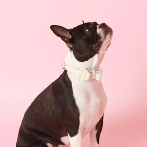 \̔ymaison de miuzSoft Ribbon Collar (White) ؍ uh 킢  v[g ^  ^I NEW