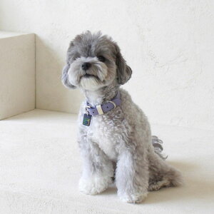 \̔ymaison de miuzPet Collar (Violet / White) ؍ uh 킢  v[g ^  ^I NEW t 