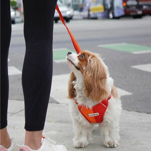 [yiCANDORzSnuggle HarnessiSUNSETj n[lX pn[lX hbOn[lX n[lX^ pi hbOObY ؍ Upi UObY ̃n[lX p[h