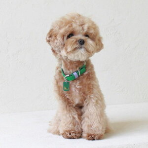 ���[�ymaison de miu�zPet Collar (Green / Violet) ���p�i �h�b�O�O�b�Y ��� ���̎�� �h�b�O�J���[ ����� ���p��� ���v ������ �V���o�[