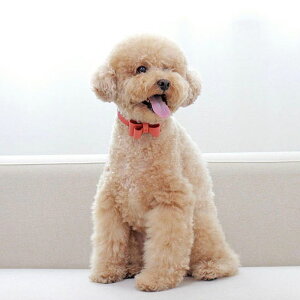 \̔ymaison de miuzSoft Ribbon CollariCoralj ؍ uh 킢  v[g ^  ^I NEW