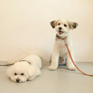 \̔yforeverybarizClassic Pet LeashiCamelj ؍ pi hbOObY [h U[h ̃[h p[h j [ [h