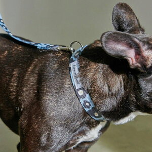 \̔yforeverybarizPENSEE Pet CollariBluej pi hbOObY  ̎ hbOJ[  p ؍ v S