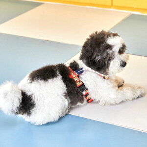 [yandblankzJoy Bear Harnessiorangej ؍ uh 킢  v[g ^  n[lX [h UObY NEW ^ H ~ v ^