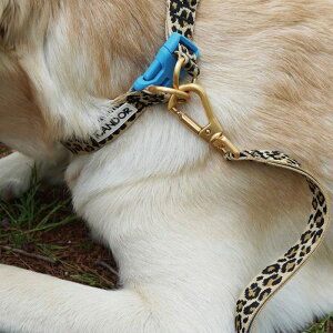 [yiCANDORzGentle Leash BoltiLEOPARDj ؍ pi hbOObY [h U[h [h Upi UObY ^ ^ }i[|[`