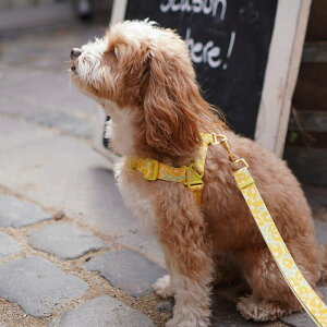 \̔yiCANDORzNo-Pull HarnessiBIG FISH YELLOWj pi hbOObY hbOEFA  ̕ n[lX hbOn[lX n[lX pn[lX ؍