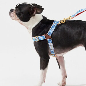 \̔yiCANDORzNo-Pull HarnessiSURFRIDERj pi hbOObY hbOEFA  ̕ ؍ n[lX hbOn[lX n[lX pn[lX