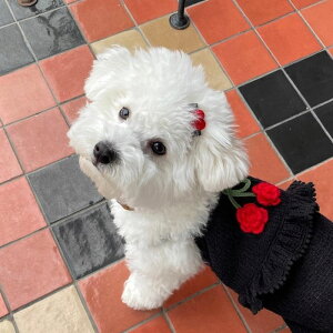 \̔yFREDDIE TALEzRoseberry baby romperiBalckj  hbOEFA ̕ ^ ^ pi hbOObY ؍ X[uX t