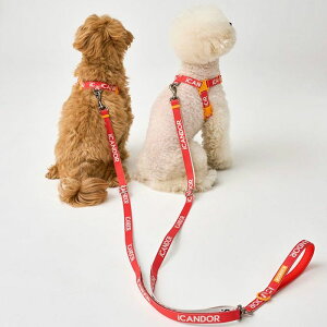 [yiCANDORzGENTLE LEASH DUALiSIGNATUREj ؍ pi hbOObY [h Upi U[h p[h j [ [h