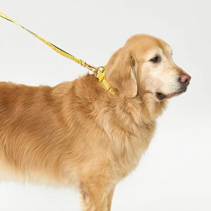[yiCANDORzGentle Collar DualiBIG FISH YELLOWjL ؍ pi hbOObY  ̎ hbOJ[  p ^ ^