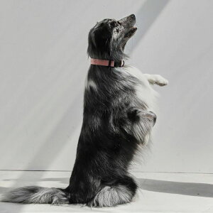 \̔yandblankzEssential Neck CollariPinkj ؍ uh 킢  v[g ^  n[lX [h UObY NEW ^ v ^ 