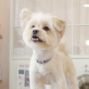 \̔ymaison de miuzSquare Pearl CollariVioletj ؍ uh 킢  v[g ^  ^I NEW