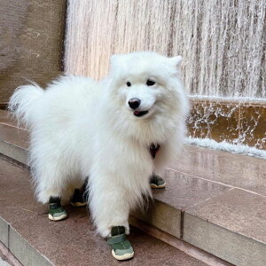 [yRIFRUFzSNEAKERS CAESAR 1iBirchj URBAN DOG TOKYO / A[ohbOg[L[ C uh ̌C U  ^ ^ ^ AEghA  C EȂ  pC  ~ J[L 
