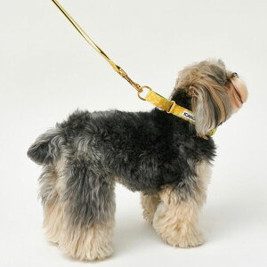 \̔yiCANDORzMARTINGALE COLLAR BUCKLEiBIG FISH YELLOWj pi hbOObY  ̎ hbOJ[  p ؍ Up UObY