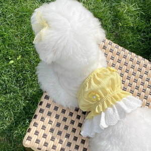 \̔yFREDDIE TALEzMimosa layered top  hbOEFA ̕ ^ ^ pi hbOObY X[uX ؍ t