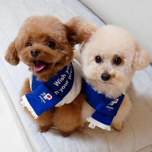 [yFIFA WORLD CUP QATAR 2022_zFIFA dog muffler / p }t[ Xg[ TbJ[ {\ { Wp JAPAN TCWp  JAPAN ItBVCZX CZX   ̊