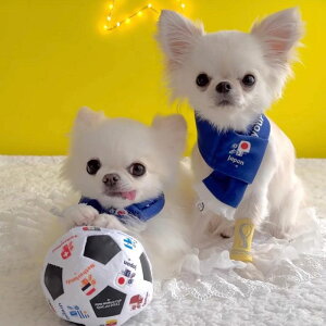 [yFIFA WORLD CUP QATAR 2022_zFIFA dog muffler / p }t[ Xg[ TbJ[ {\ { Wp JAPAN TCWp  JAPAN ItBVCZX CZX   ̊