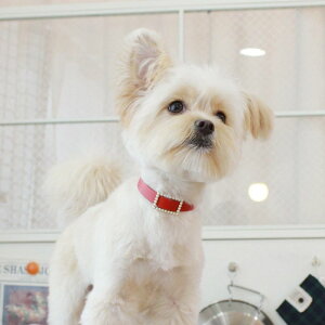 \̔ymaison de miuzSquare Pearl CollariRedj ؍ uh 킢  v[g ^  ^I NEW