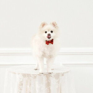 \̔ymaison de miuzSolid Ribbon Collar (Red) ؍ uh 킢  v[g ^  ^I NEW