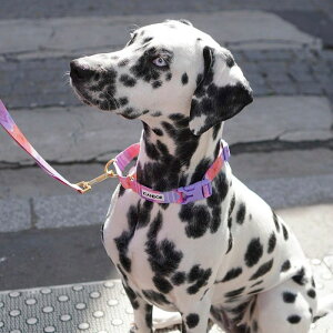 \̔yiCANDORzMARTINGALE COLLAR BUCKLEiMILKY WAYj pi hbOObY  n[lX [h Upi ̎ hbOJ[  p