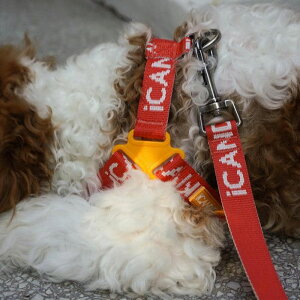 [yiCANDORzNo-Pull HarnessiSIGNATUREj pi hbOObY n[lX hbOn[lX n[lX pn[lX ؍ Upi UObY ̃n[lX