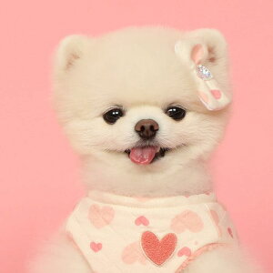 [yPets&MezHeart BonBon Hair Pin ؍ pi hbOObY ANZT[ wAs n[g NX^ u[  uh