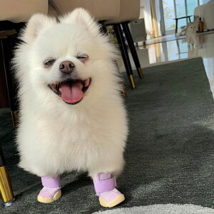 [yRIFRUFzSNEAKERS CAESAR 1iTaroj URBAN DOG TOKYO / A[ohbOg[L[ C uh ̌C U  ^ ^ ^ AEghA  C EȂ  pC  ~ p[v 